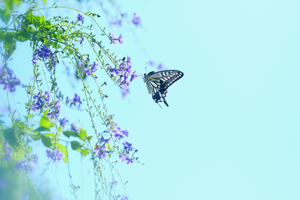 夏の終わり