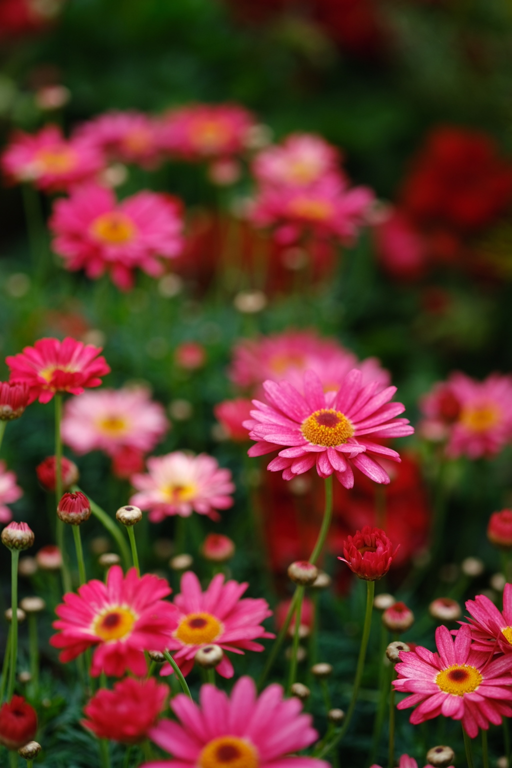 春花