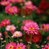 春花