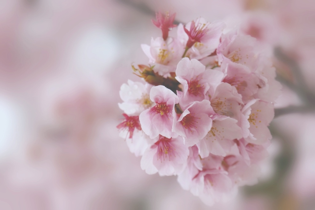 SAKURA*