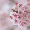 SAKURA*