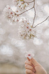 桜あそび