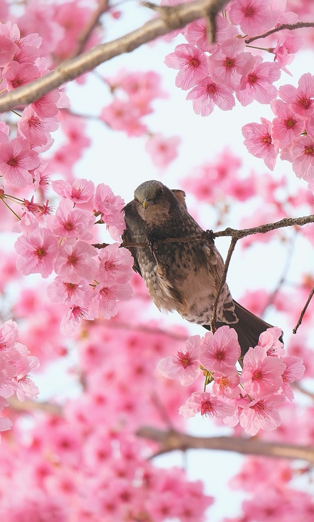 春爛漫