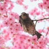 春爛漫