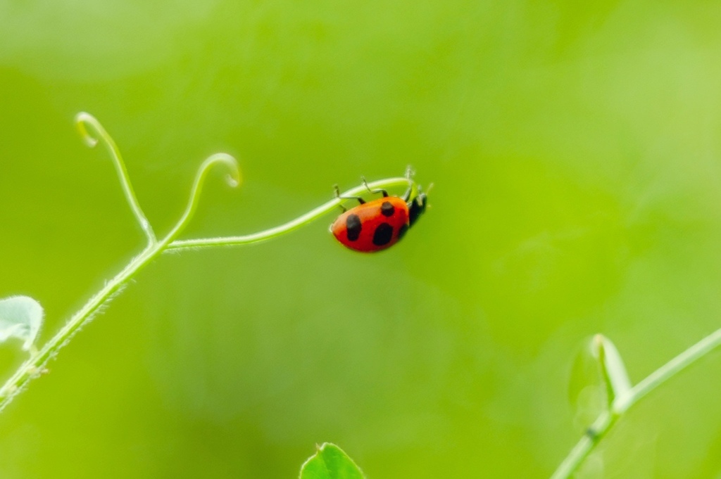 Lady beetle
