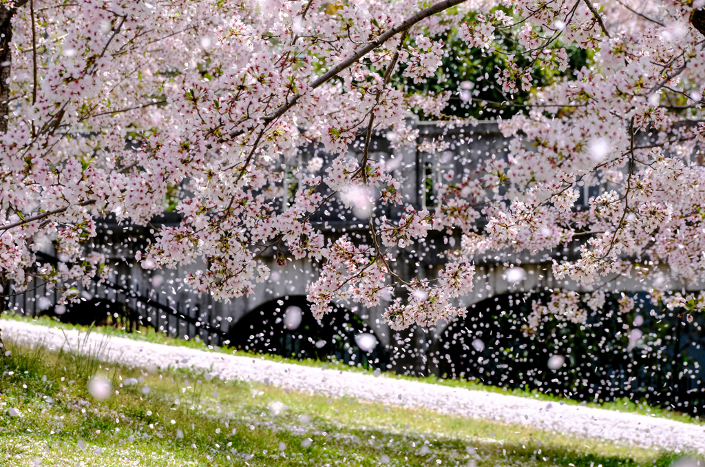 桜吹雪