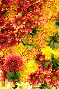 Chrysanthemum 