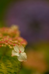 紫陽花♬