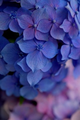 紫陽花♪