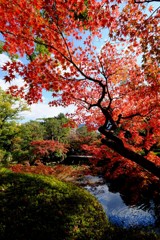 紅葉Ⅱ