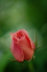 去年の薔薇で失礼します！