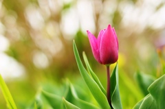 チューリップ