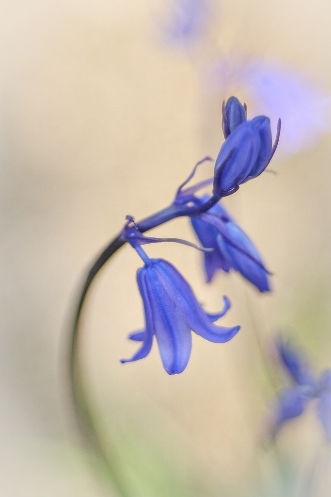 Bluebell