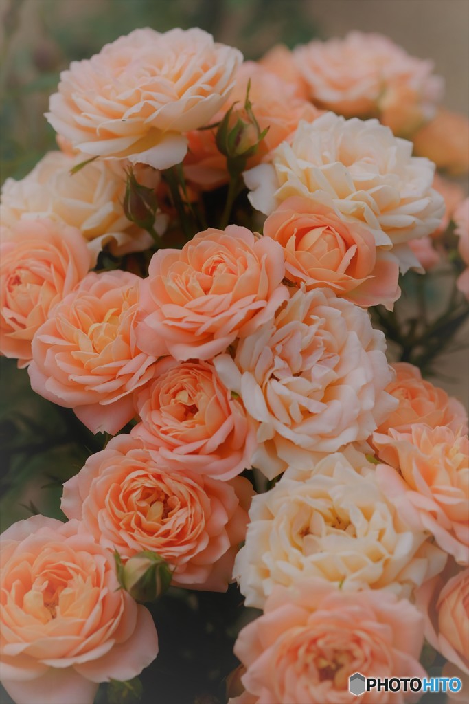 Miniature rose♡