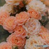 Miniature rose♡