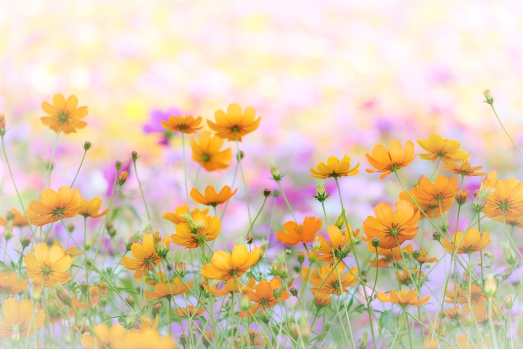 autumn wind
