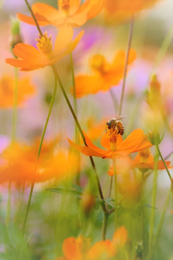 yellow dream