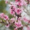 Almond 