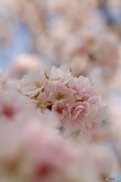 ふわふわSAKURA��