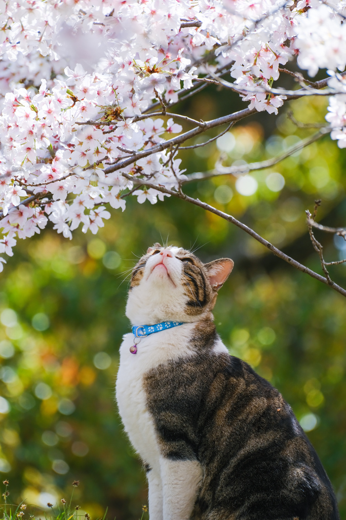 猫も花見ニャ♪