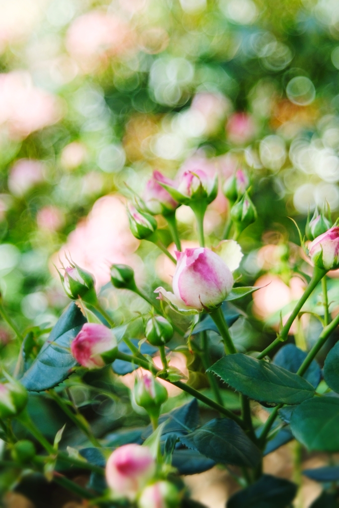 flower buds