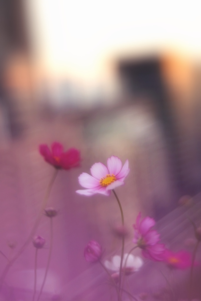 黄昏のコスモス