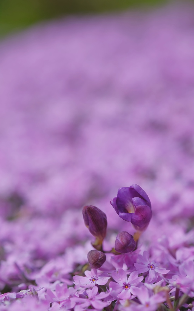 芝桜からこんにちは♪