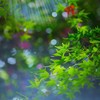 光芒と玉ボケの競演
