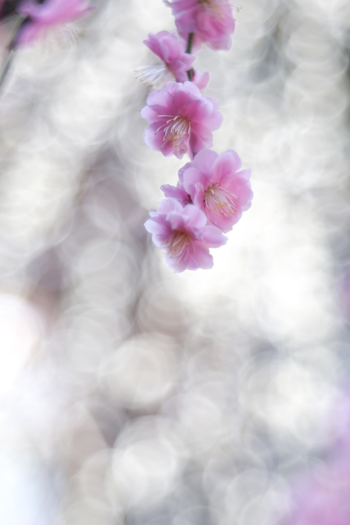 春へ