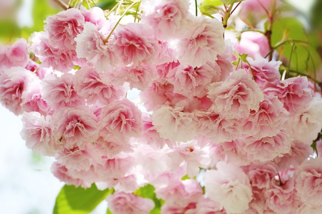 Sakura bouquet