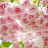 Sakura bouquet