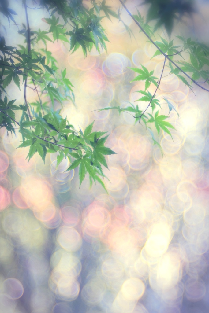 玉ボケ研究中
