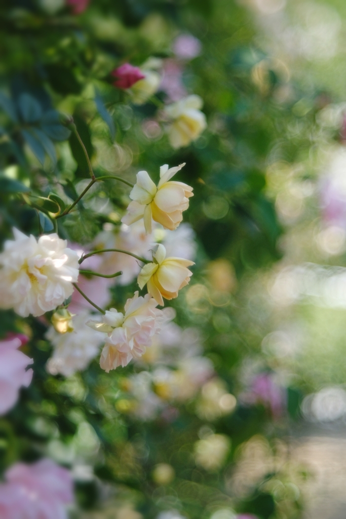 秘密の花園