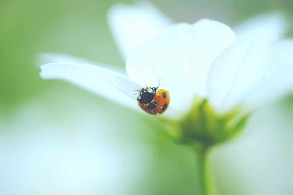 ladybird♪