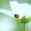 ladybird♪