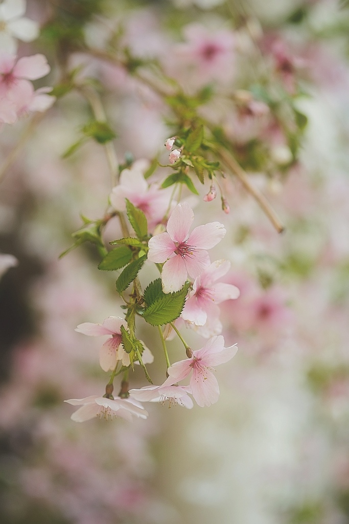 枝垂れSAKURA