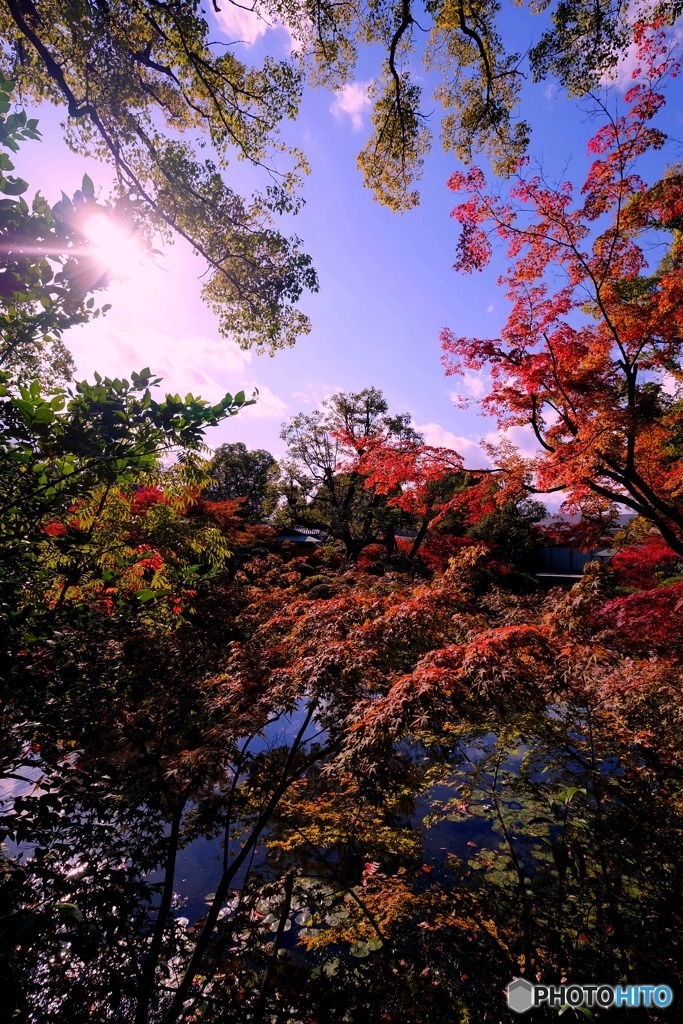 紅葉Ⅰ