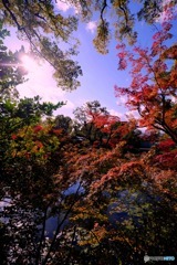 紅葉Ⅰ