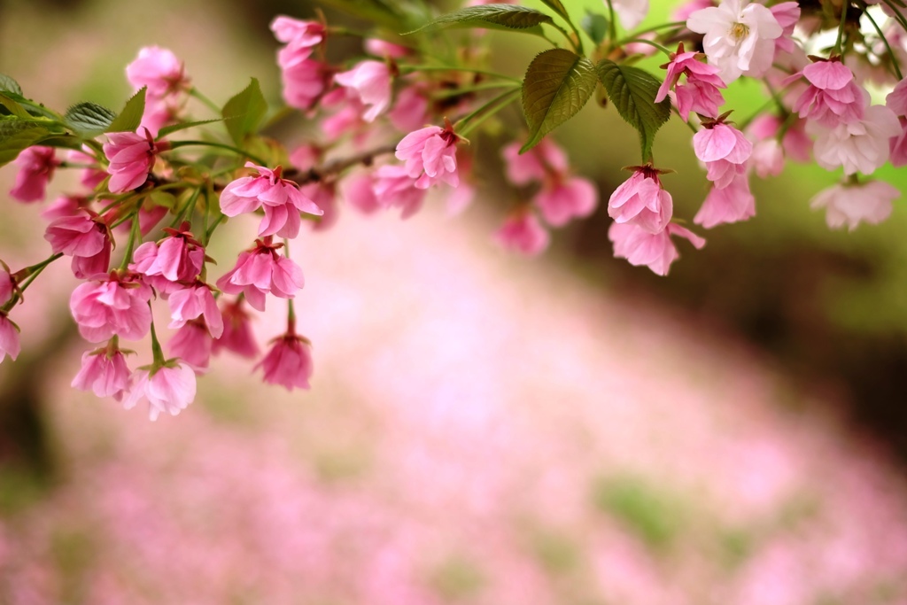 見納めの桜かな