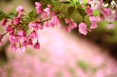 見納めの桜かな