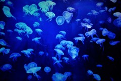 Jellyfish