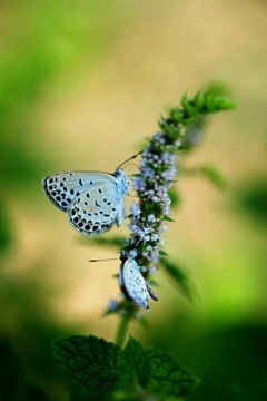 シジミちゃんのカップル♡