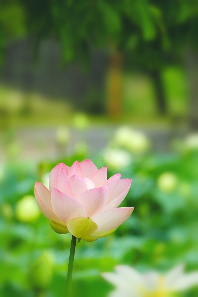 清やかに