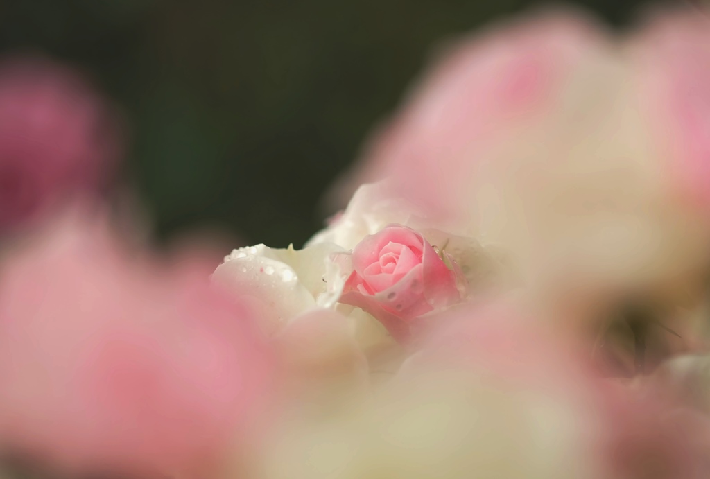 Sweet wave♡