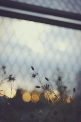 切ない夕暮れ