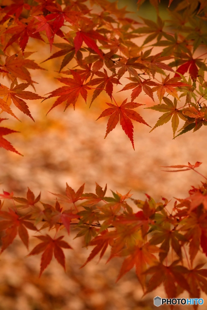 Autumn colours...