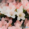 azalea
