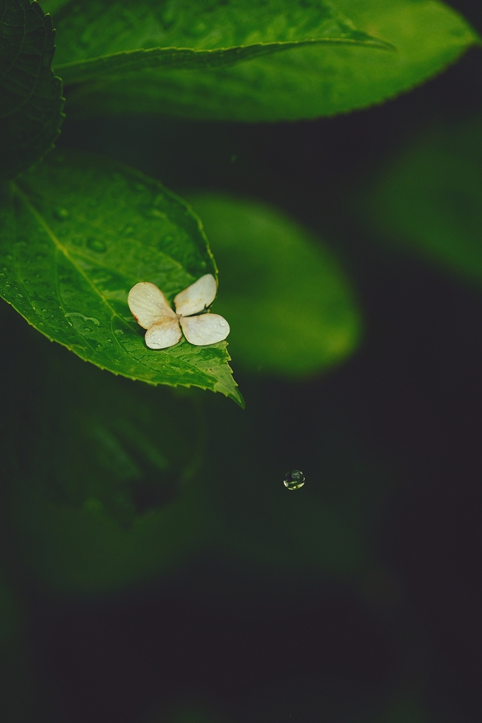 raindrop