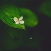 raindrop