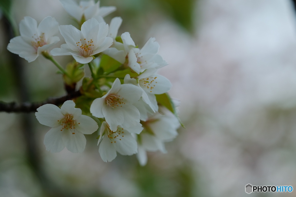 SAKURA